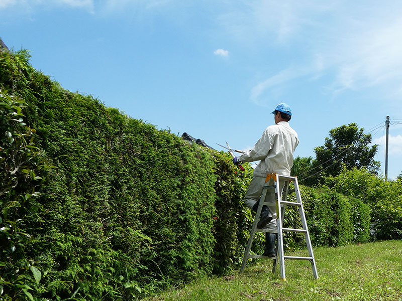 草木のお手入れ